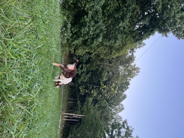 Goat grazing at Sunset Holler Farms